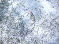 Parupeneus barberinoides