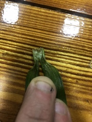 Tradescantia ernestiana