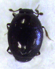Acritus nigricornis