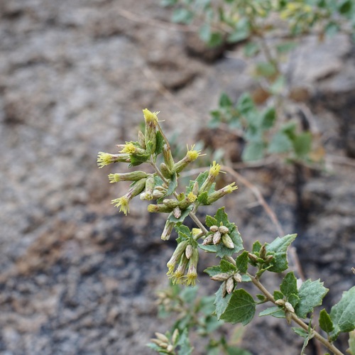 Image of Brickellia baccharidea by (c) Andrew Tree, some rights reserved (CC BY)