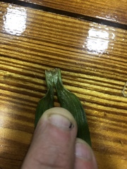 Tradescantia ernestiana