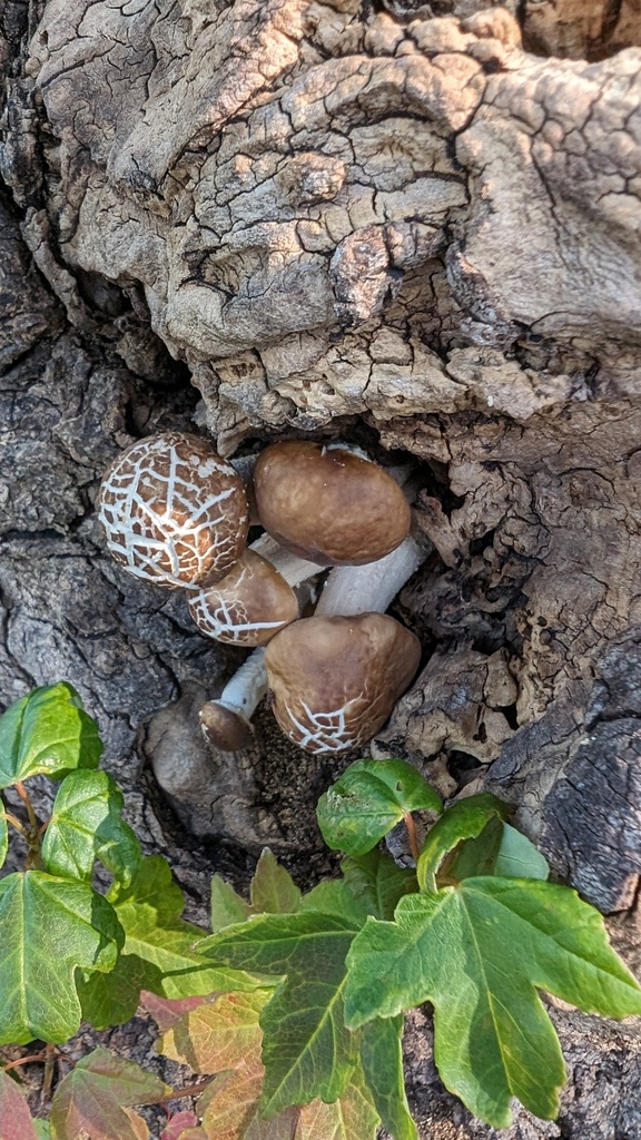Cyclocybe cylindracea · October 2023 · photo: © atsushi_nakajima_cirque (iNaturalist, cc-by)