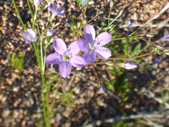 Gilia flavocincta