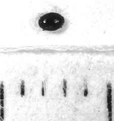 Acritus nigricornis