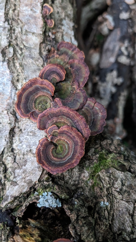 Microporus affinis · October 2023 · photo: © atsushi_nakajima_cirque (iNaturalist, cc-by)