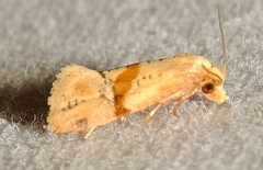 Cochylis caulocatax