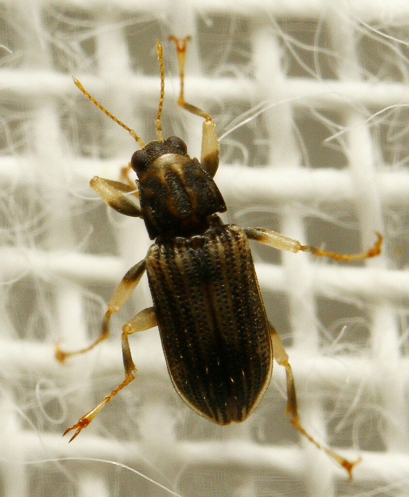 Elli Insect Elmini from Edge Hill on October 22, 2023 at 08:57 PM by ...