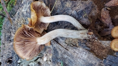 Desarmillaria tabescens image