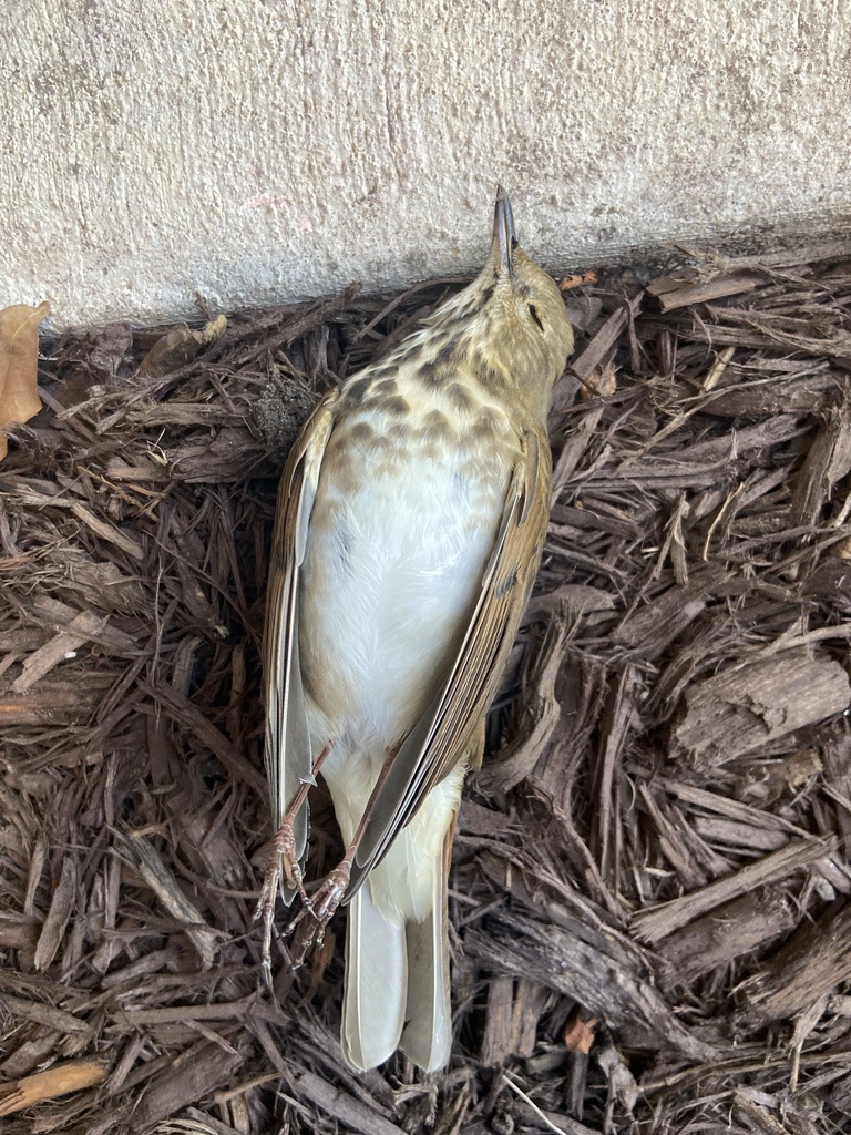 Hermit Thrush from Virginia Commonwealth University, Richmond, VA, US ...