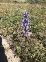 Lupinus succulentus