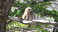 Glaucidium nana