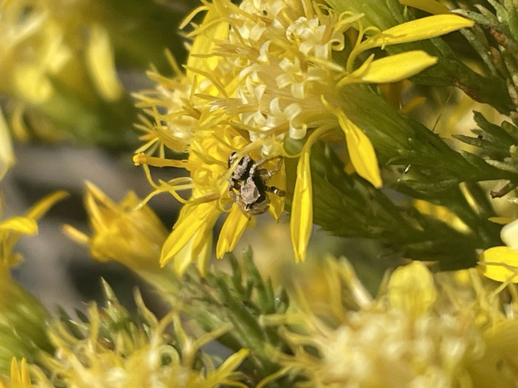 typical-jumping-spiders-from-scottsdale-community-college-scottsdale
