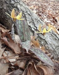 Erythronium umbilicatum