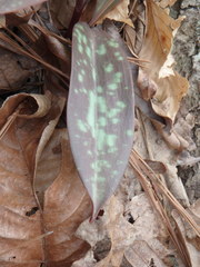 Erythronium umbilicatum