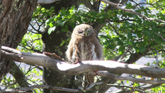 Glaucidium nana