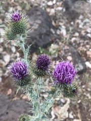 Cirsium rhaphilepis