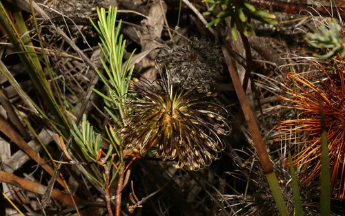 Image of Banksia violacea by (c) Greg Tasney, some rights reserved (CC BY-SA)