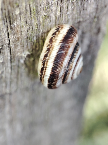 Maritime Garden Snail, J4CH+QC L´étang de vaugrenier, 06270 Villeneuve-Loubet, France, photo 9 of 10