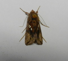 Autographa bimaculata