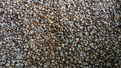 Coffea arabica