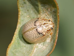 Paropsisterna laesa