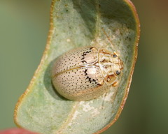 Paropsisterna laesa