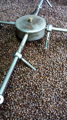 Coffea arabica