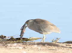 Nycticorax nycticorax