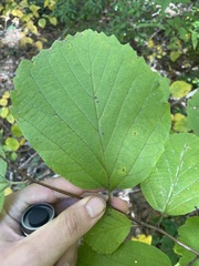 Brandon Wheeler, CC0, iNaturalist via GBIF Fothergilla latifolia, photograph Brandon Wheeler, CC0, iNaturalist via GBIF