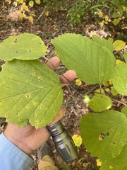 Brandon Wheeler, CC0, iNaturalist via GBIF Fothergilla latifolia, photograph Brandon Wheeler, CC0, iNaturalist via GBIF