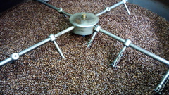 Coffea arabica