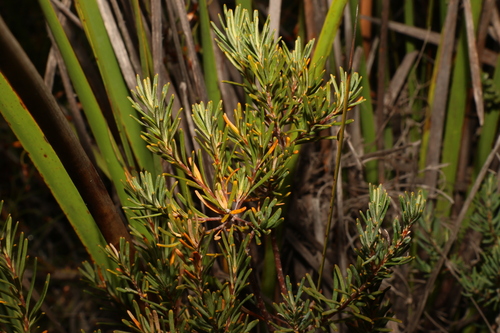 Image of Banksia violacea by (c) Greg Tasney, some rights reserved (CC BY-SA)