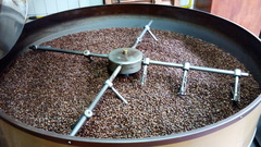 Coffea arabica