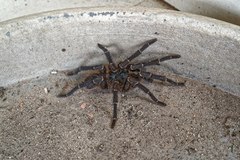 Acanthoscurria
