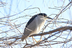 Nycticorax nycticorax