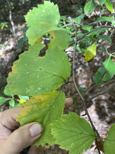 Indian Camp Trail