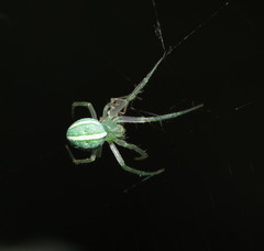 Araneus ginninderranus