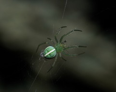 Araneus ginninderranus