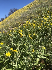 Monolopia lanceolata