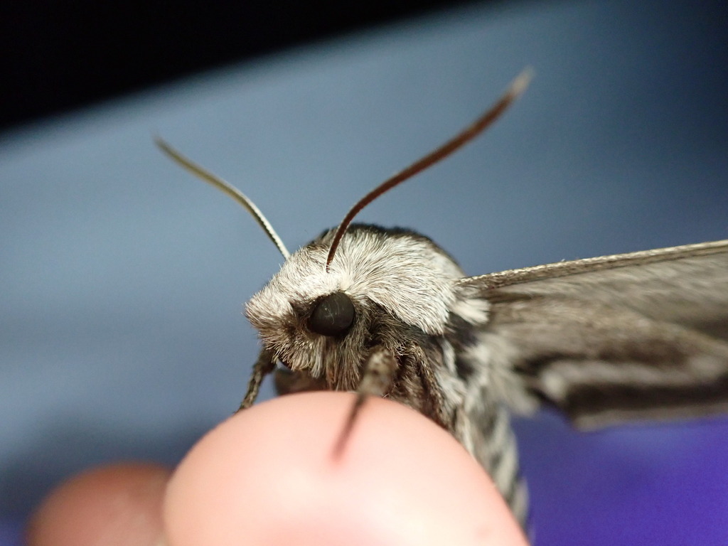Snowberry Sphinx