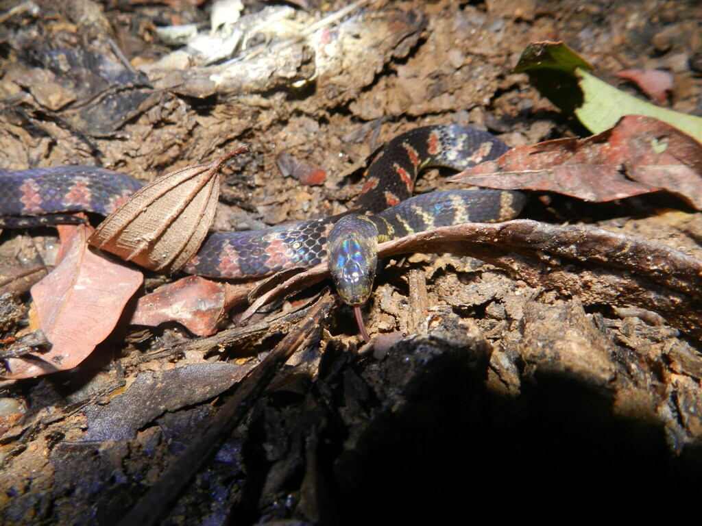 Bloody Ground Snake