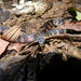 Bloody Ground Snake - Photo (c) Carlos Moreno, some rights reserved (CC BY-NC), uploaded by Carlos Moreno