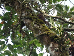 Sciurus pucheranii
