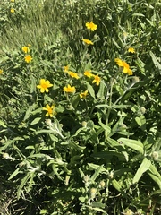 Monolopia lanceolata