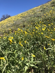 Monolopia lanceolata