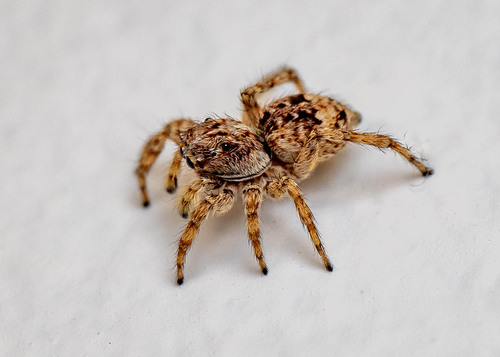 Asiatic Wall Jumping Spider