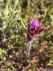 Castilleja exserta