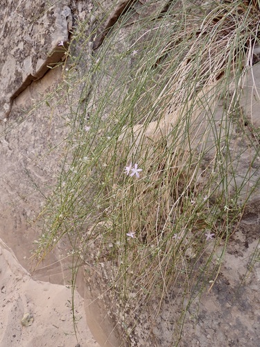 Image of Stephanomeria tenuifolia by (c) Sue Carnahan, some rights reserved (CC BY)