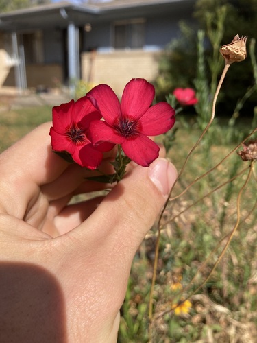 Image of Linum grandiflorum by (c) Anders Hastings, some rights reserved (CC BY)