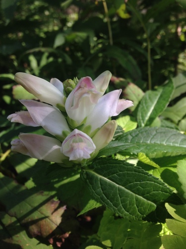 Chelone glabra